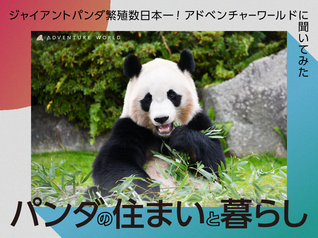 パンダの住まいや飼育環境ってどんなの？ジャイアントパンダの繁殖数日本一のテーマパーク「アドベンチャーワールド」に聞いてみた